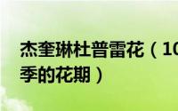 杰奎琳杜普雷花（10月11日杰奎琳杜普蕾月季的花期）