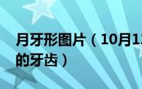 月牙形图片（10月12日哪种动物有一口伶俐的牙齿）