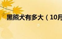 黑熊犬有多大（10月08日黑熊狗长多大）