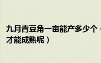 九月青豆角一亩能产多少个（10月12日九月青豆角要种多久才能成熟呢）