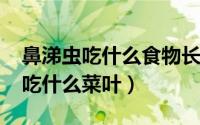 鼻涕虫吃什么食物长最快（10月12日鼻涕虫吃什么菜叶）