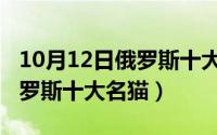 10月12日俄罗斯十大名猫品种（10月12日俄罗斯十大名猫）
