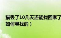 猫丢了10几天还能找回家了吗（10月12日小猫丢了大猫是如何寻找的）