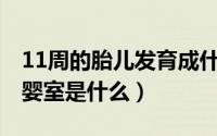 11周的胎儿发育成什么样子了（10月13日育婴室是什么）