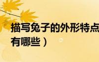 描写兔子的外形特点（10月13日兔子的特点有哪些）