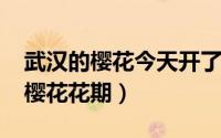 武汉的樱花今天开了吗（10月13日武汉今年樱花花期）