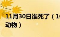 11月30日谁死了（10月08日呆头呆脑是哪种动物）