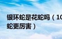 银环蛇是花蛇吗（10月14日龟壳花蛇和银环蛇更厉害）