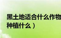 黑土地适合什么作物（10月15日黑土地适合种植什么）