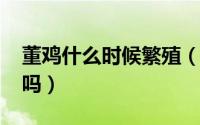 董鸡什么时候繁殖（10月18日董鸡可以饲养吗）