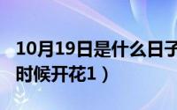 10月19日是什么日子（10月19日含笑花什么时候开花1）