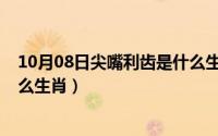 10月08日尖嘴利齿是什么生肖呢（10月08日尖嘴利齿是什么生肖）