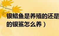 银鲳鱼是养殖的还是野生的（10月08日观赏的银鲨怎么养）