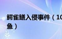 鳄雀鳝入侵事件（10月22日鳄雀鳝害怕什么鱼）
