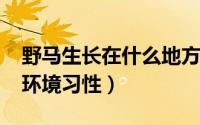 野马生长在什么地方（10月22日野马的生活环境习性）