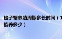 梭子蟹养殖周期多长时间（10月22日梭子蟹养殖技术一亩地能养多少）