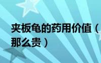 夹板龟的药用价值（10月22日夹板龟为什么那么贵）