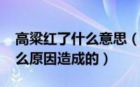 高粱红了什么意思（10月08日高粱红了是什么原因造成的）