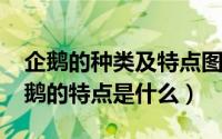 企鹅的种类及特点图片（10月25日阿德里企鹅的特点是什么）