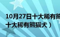 10月27日十大稀有熊猫犬是什么（10月27日十大稀有熊猫犬）