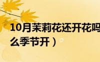 10月茉莉花还开花吗（10月08日茉莉花是什么季节开）