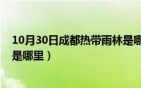 10月30日成都热带雨林是哪里的（10月30日成都热带雨林是哪里）