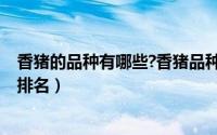 香猪的品种有哪些?香猪品种介绍（10月08日十大香猪品种排名）