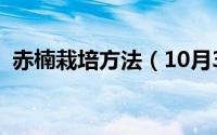 赤楠栽培方法（10月30日赤楠的养殖方法）
