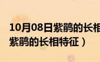 10月08日紫鹃的长相特征是什么（10月08日紫鹃的长相特征）