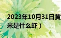2023年10月31日黄历查询（10月31日小虾米是什么虾）
