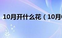 10月开什么花（10月08日塑料花什么意思）