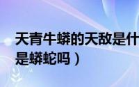 天青牛蟒的天敌是什么（10月31日天青牛蟒是蟒蛇吗）