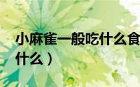 小麻雀一般吃什么食物（10月08日小麻雀吃什么）