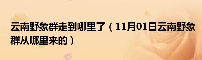 云南野象群走到哪里了（11月01日云南野象群从哪里来的）