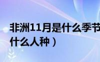 非洲11月是什么季节（11月01日非洲北部是什么人种）