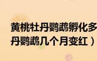 黄桃牡丹鹦鹉孵化多少天（10月08日黄桃牡丹鹦鹉几个月变红）