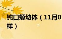 钝口螈幼体（11月01日钝口螈成年体长什么样）