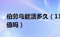 伯劳鸟能活多久（11月02日伯劳鸟有饲养价值吗）