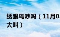 绣眼鸟吵吗（11月03日绣眼鸟为什么要遛才大叫）