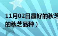 11月02日最好的秋芝品种是（11月02日最好的秋芝品种）