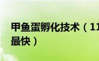 甲鱼蛋孵化技术（11月03日甲鱼蛋怎么孵化最快）