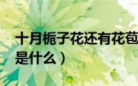 十月栀子花还有花苞（10月08日栀子的花语是什么）