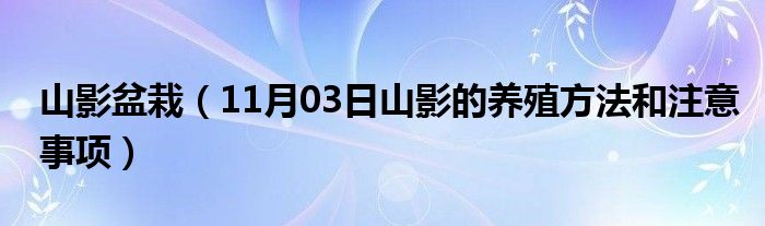 山影盆栽（11月03日山影的养殖方法和注意事项）