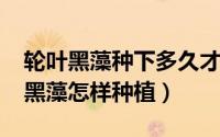 轮叶黑藻种下多久才能长大（11月03日轮叶黑藻怎样种植）