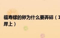 福寿螺的卵为什么要弄碎（11月03日福寿螺为什么把卵产在岸上）