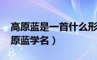 高原蓝是一首什么形式的歌曲（11月03日高原蓝学名）