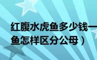 红腹水虎鱼多少钱一条（11月04日红腹水虎鱼怎样区分公母）