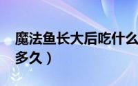 魔法鱼长大后吃什么（11月04日魔法鱼能养多久）