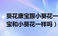 葵花康宝跟小葵花一样吗（11月04日葵花康宝和小葵花一样吗）