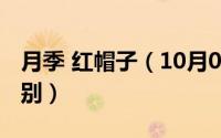 月季 红帽子（10月08日红帽子月季与玫瑰区别）